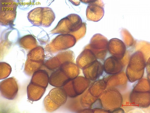 Puccinia bornmuelleri - 