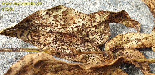 Puccinia bornmuelleri - 