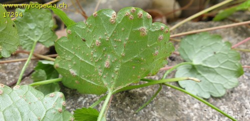 Puccinia glechomatis - 