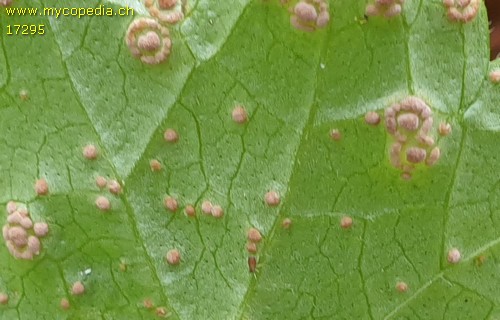 Puccinia glechomatis - 