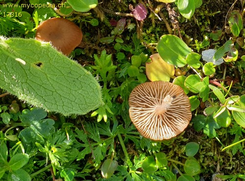 Omphalina pyxidata - 