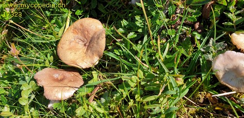 Lactarius robertianus - 