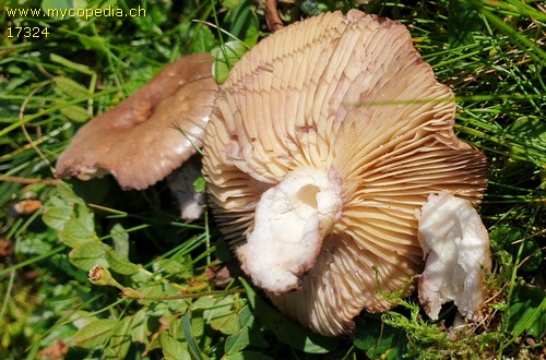 Lactarius robertianus - 