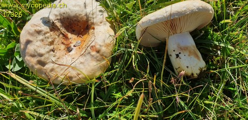 Lactarius dryadophilus - 