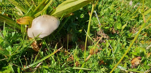 Amanita nivalis - 