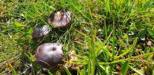 Russula saliceticola - 