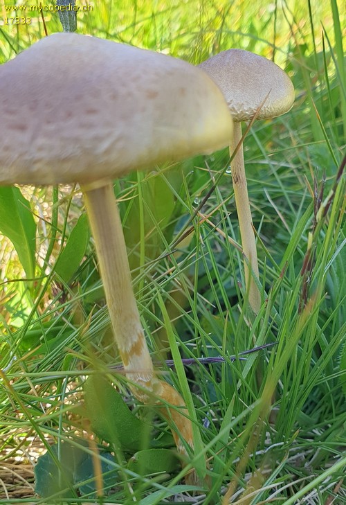 Panaeolus semiovatus - 