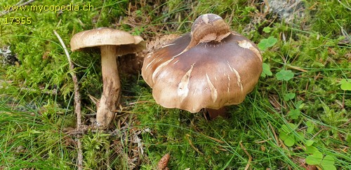 Tricholoma pseudonictitans - 