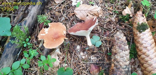 Clitocybe - 