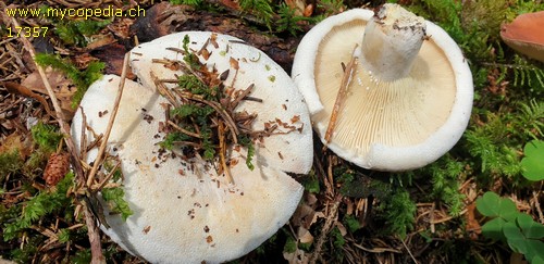 Lactifluus vellereus - 