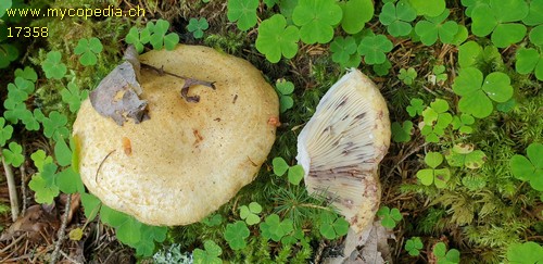 Lactarius repraesentaneus - 