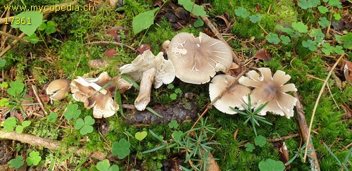 Tricholoma saponaceum - 