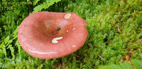 Russula paludosa - 