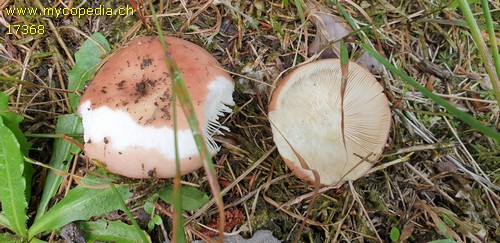 Russula vesca - 