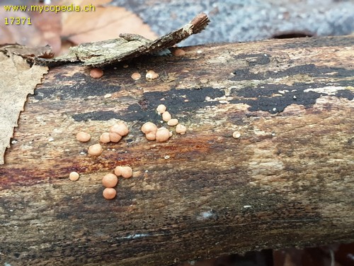 Trichoderma europaeum - 