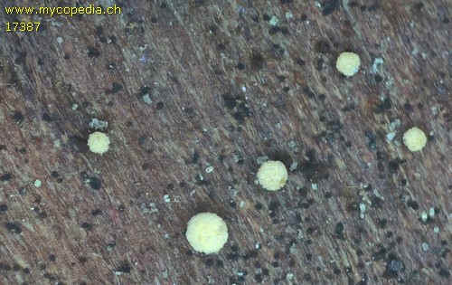 Calycellina subtrabinella - 