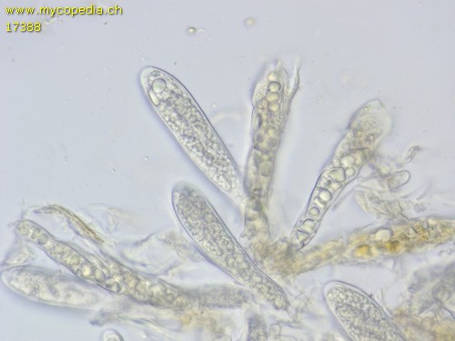 Calycellina subtrabinella - 