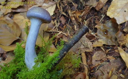 Cortinarius salor - 