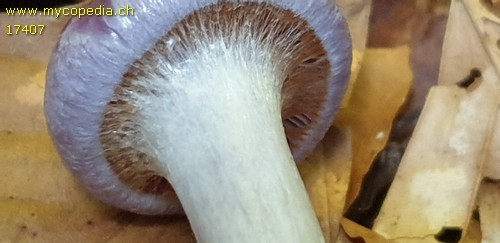 Cortinarius salor - 