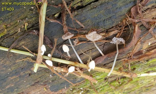 Coprinopsis urticicola - 