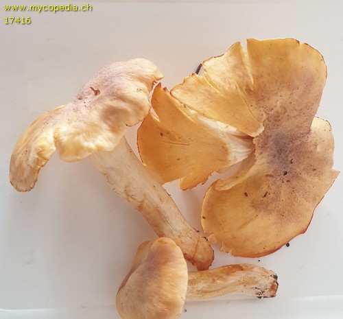 Cantharellus amethysteus - 