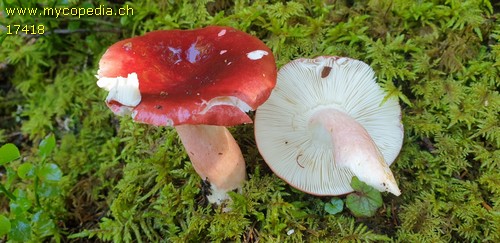 Russula rhodopus - 