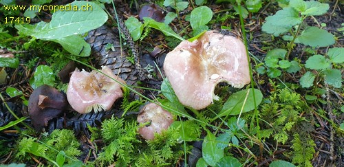 Russula cavipes - 