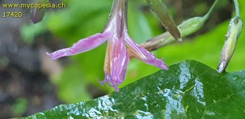 Prenanthes purpurea - 