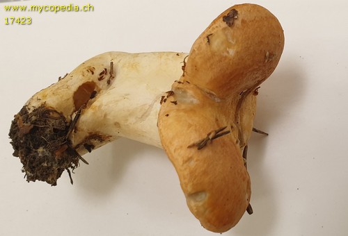 Lactarius zonarioides - 