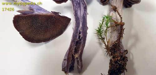 Cortinarius evernius - 