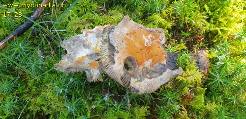 Russula decolorans - 