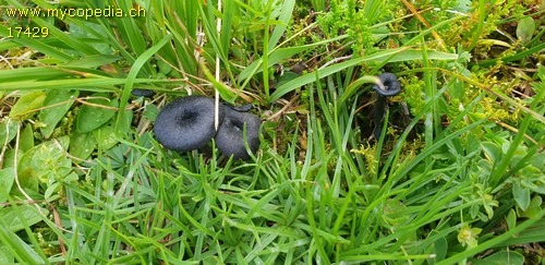 Entoloma chalybaeum - 