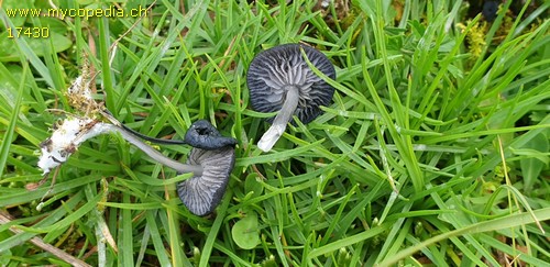 Entoloma chalybaeum - 