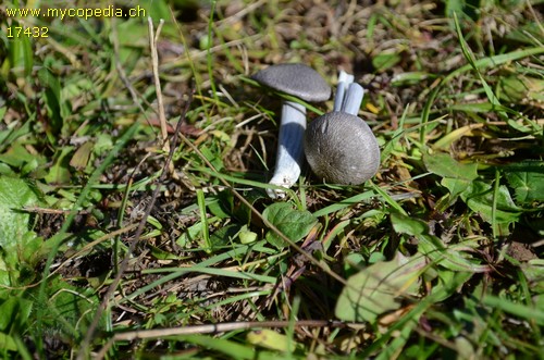 Entoloma isborscanum - 