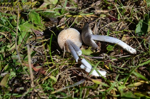 Entoloma isborscanum - 