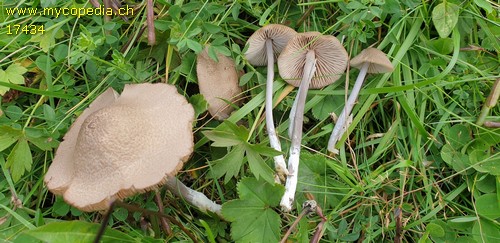 Entoloma isborscanum - 