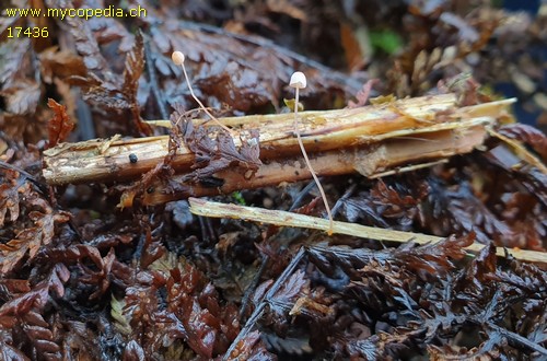 Mycena pterigena - 