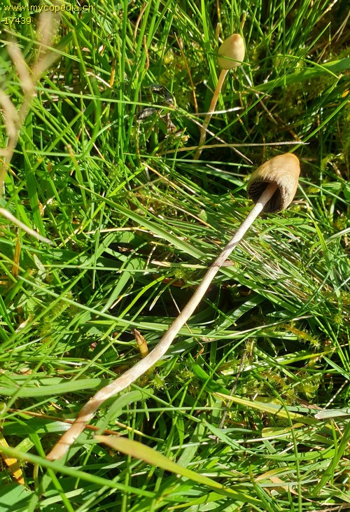 Psilocybe semilanceata - 