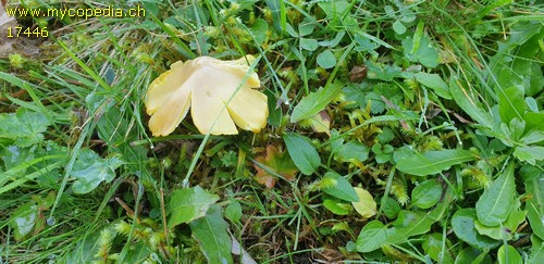 Hygrocybe citrinovirens - 