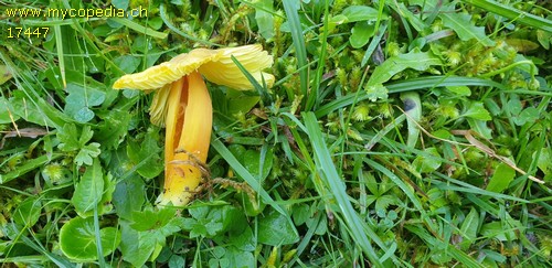 Hygrocybe citrinovirens - 