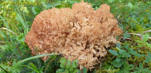 Ramaria botrytis - 