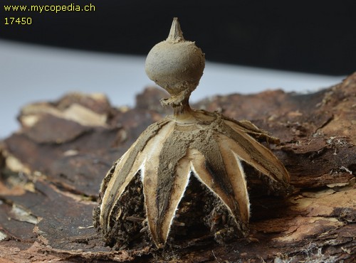 Geastrum pectinatum - 