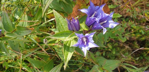 Gentiana asclepiadea - 