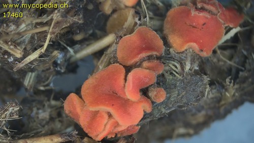 Coprobia granulata - 