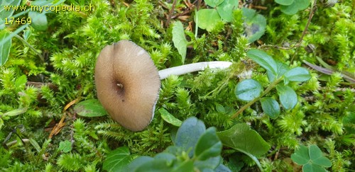 Entoloma serrulatum - 