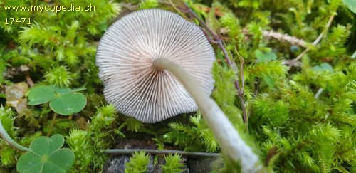 Entoloma serrulatum - 