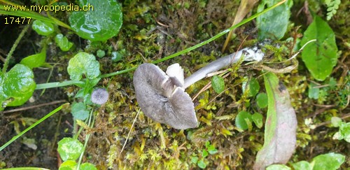 Entoloma mougeotii - 