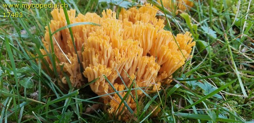 Ramaria largentii - 