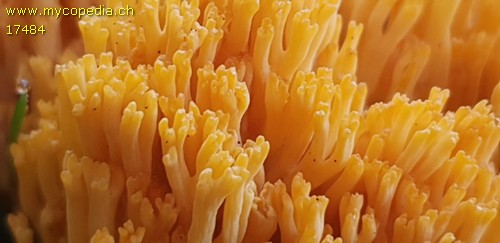 Ramaria largentii - 