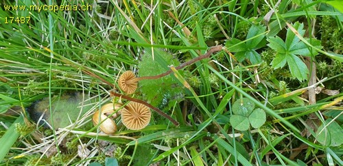 Galerina atkinsoniana - 